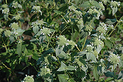 Short Toothed Mountain Mint (Pycnanthemum muticum) at A Very Successful Garden Center