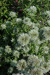 Appalachian Mountain Mint (Pycnanthemum flexuosum) at A Very Successful Garden Center