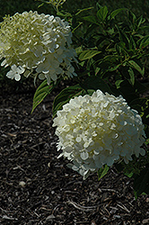 Skylight Hydrangea (Hydrangea paniculata 'Skylight') at A Very Successful Garden Center