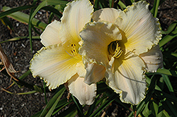 August Frost Daylily (Hemerocallis 'August Frost') at Stonegate Gardens