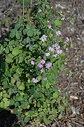 Hewitt's Double Meadow Rue (Thalictrum delavayi 'Hewitt's Double') at Stonegate Gardens