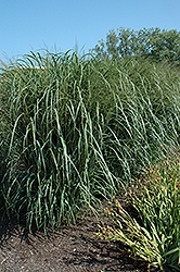 Thundercloud Switch Grass (Panicum virgatum 'Thundercloud') at Lakeshore Garden Centres