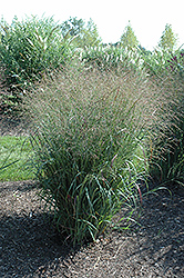 Huron Solstice Switch Grass (Panicum virgatum 'Huron Solstice') at A Very Successful Garden Center