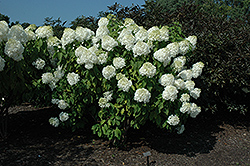 Phantom Hydrangea (Hydrangea paniculata 'Phantom') at A Very Successful Garden Center