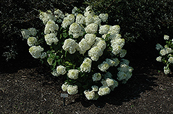 Silver Dollar Hydrangea (Hydrangea paniculata 'Silver Dollar') at Lakeshore Garden Centres