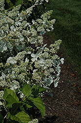 White Lady Hydrangea (Hydrangea paniculata 'White Lady') at A Very Successful Garden Center