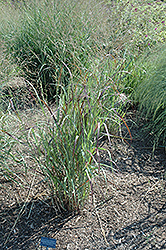 Badlands Switch Grass (Panicum virgatum 'Badlands') at A Very Successful Garden Center