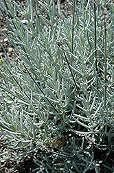 Richard Gray Lavender (Lavandula angustifolia 'Richard Gray') at A Very Successful Garden Center