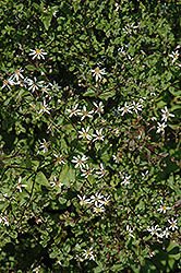 Raiche Form White Wood Aster (Eurybia divaricata 'Raiche Form') at Stonegate Gardens