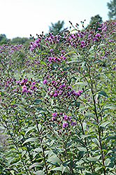 Chinese Ironweed (Vernonia chinensis) at A Very Successful Garden Center