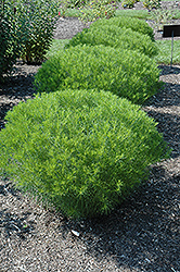 Narrowleaf Ironweed (Vernonia lettermannii) at Stonegate Gardens