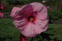 Dave Fleming Hibiscus (Hibiscus moscheutos 'Dave Fleming') at Stonegate Gardens