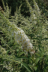 White Harlequin Butterfly Bush (Buddleia davidii 'White Harlequin') at Stonegate Gardens