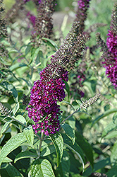 Guinevere Butterfly Bush (Buddleia davidii 'Guinevere') at A Very Successful Garden Center