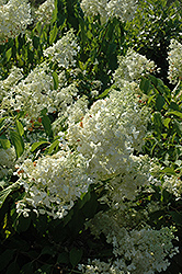 White Caps Hydrangea (Hydrangea paniculata 'Dolly') at A Very Successful Garden Center