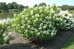 Big Ben Hydrangea (Hydrangea paniculata 'Big Ben') at A Very Successful Garden Center