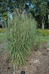 Red Bull Bluestem (Andropogon gerardii 'Red Bull') at A Very Successful Garden Center
