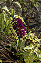 Evil Ways Butterfly Bush (Buddleia davidii 'Evil Ways') at Stonegate Gardens
