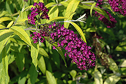Santana Butterfly Bush (Buddleia davidii 'Thia') at A Very Successful Garden Center