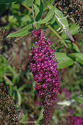 Purple Prince Butterfly Bush (Buddleia davidii 'Purple Prince') at Stonegate Gardens