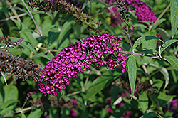 Red Plume Butterfly Bush (Buddleia davidii 'Red Plume') at Lakeshore Garden Centres
