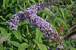 Orchid Beauty Butterfly Bush (Buddleia davidii 'Orchid Beauty') at A Very Successful Garden Center
