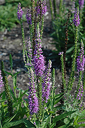 Atomic Lilac Speedwell (Veronica 'Atomic Lilac') at A Very Successful Garden Center