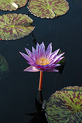 Star Of Zanzibar Tropical Water Lily (Nymphaea 'Star Of Zanzibar') at Lakeshore Garden Centres