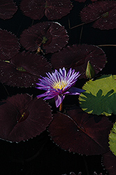 Ultra Violet Tropical Water Lily (Nymphaea 'Ultra Violet') at Stonegate Gardens