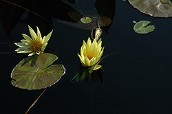 St. Louis Gold Tropical Water Lily (Nymphaea 'St. Louis Gold') at Stonegate Gardens