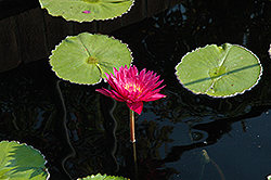 Bull's Eye Tropical Water Lily (Nymphaea 'Bull's Eye') at A Very Successful Garden Center