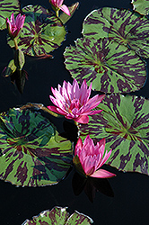 Kathy McLane Tropical Water Lily (Nymphaea 'Kathy McLane') at A Very Successful Garden Center