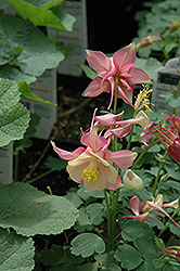 Swan Pink and White Columbine (Aquilegia 'Swan Pink and White') at A Very Successful Garden Center