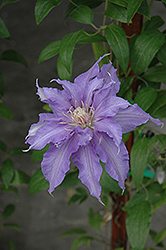 Countess Of Lovelace Clematis (Clematis 'Countess Of Lovelace') at Lakeshore Garden Centres