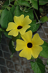 Sunny Lemon Star Black-Eyed Susan (Thunbergia alata 'Sunny Lemon Star') at A Very Successful Garden Center