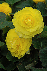 Nonstop Yellow Begonia (Begonia 'Nonstop Yellow') at The Mustard Seed