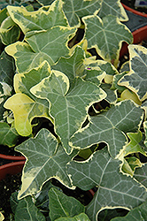 Yellow Ripple Ivy (Hedera helix 'Yellow Ripple') at A Very Successful Garden Center