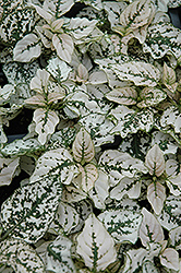Splash Select White Polka Dot Plant (Hypoestes phyllostachya 'PAS2343') at Lakeshore Garden Centres
