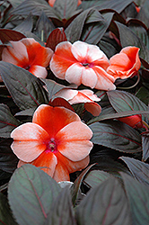 Celebrette Orange Stripe New Guinea Impatiens (Impatiens 'Balceborai') at A Very Successful Garden Center