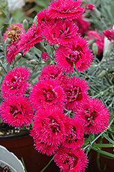 Double Star Starlette Pinks (Dianthus 'Double Star Starlette') at Lakeshore Garden Centres