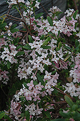 Burkwood Daphne (Daphne x burkwoodii) at Lakeshore Garden Centres