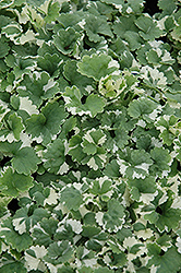 Variegated Ground Ivy (Glechoma hederacea 'Variegata') at A Very Successful Garden Center