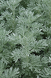 Parfum d'Ethiopia Artemisia (Artemisia 'Parfum d'Ethiopia') at A Very Successful Garden Center
