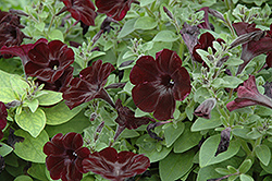 Black Satin Petunia (Petunia 'Black Satin') at A Very Successful Garden Center