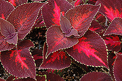 ColorBlaze Kingswood Torch Coleus (Solenostemon scutellarioides 'Kingswood Torch') at Lakeshore Garden Centres