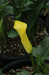 Serrada Calla Lily (Zantedeschia 'Serrada') at A Very Successful Garden Center