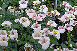Juliet Pink with Eye Twinspur (Diascia 'Juliet Pink with Eye') at Lakeshore Garden Centres