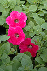 Piccola Hot Pink Petunia (Petunia 'Piccola Hot Pink') at A Very Successful Garden Center