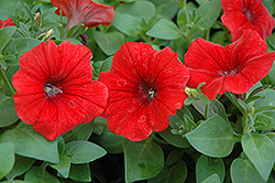Piccola Dark Red Petunia (Petunia 'Piccola Dark Red') at A Very Successful Garden Center
