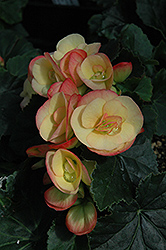 Pink Chablis Begonia (Begonia x hiemalis 'Pink Chablis') at A Very Successful Garden Center